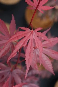 Japanse Esdoorn (Acer Palmatum 'Bloodgood') -Groene Wereld 20121003154404 12 1