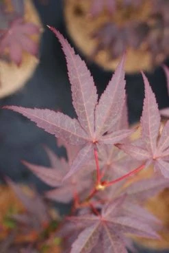 Japanse Esdoorn (Acer Palmatum 'Bloodgood') -Groene Wereld 20121003154430 12