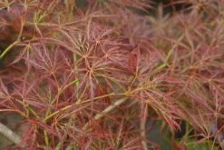 Japanse Esdoorn (Acer Palmatum 'Ornatum') -Groene Wereld 20121003155024 10