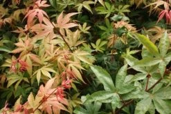 Japanse Esdoorn (Acer Palmatum 'Osakazuki') -Groene Wereld 20121003155148 9