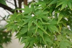 Japanse Esdoorn (Acer Palmatum 'Sangokaku') -Groene Wereld 20121003155343 9 1