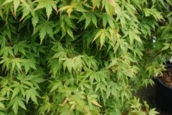 Japanse Esdoorn (Acer Palmatum 'Sangokaku') -Groene Wereld 20121003155417 9 1