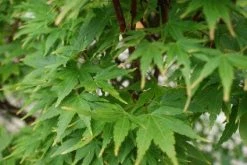 Japanse Esdoorn (Acer Palmatum 'Sangokaku') -Groene Wereld 20121003155550 9 1