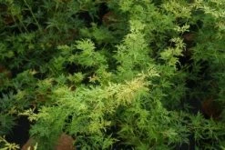 Japanse Esdoorn (Acer Palmatum 'Seiryu') -Groene Wereld 20121003155629 6