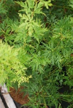 Japanse Esdoorn (Acer Palmatum 'Seiryu') -Groene Wereld 20121003155652 6