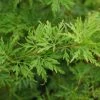 Japanse Esdoorn (Acer Palmatum 'Seiryu') -Groene Wereld 20121003155712 6