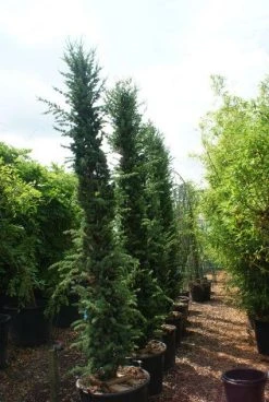 Zuilvormige Ceder (Cedrus Libani 'Fastigiata') -Groene Wereld 20121003161759 10 1