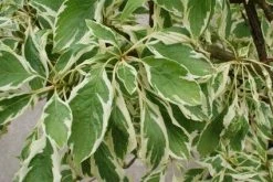 Reuzenkornoelje (Cornus Controversa 'Variegata') -Groene Wereld 20121003162215 7