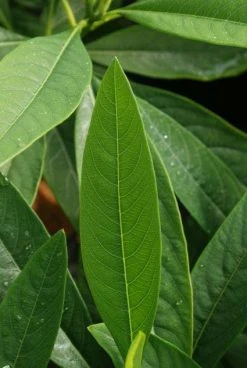 Papierstruik (Edgeworthia Chrysantha) -Groene Wereld 20121003163456 3
