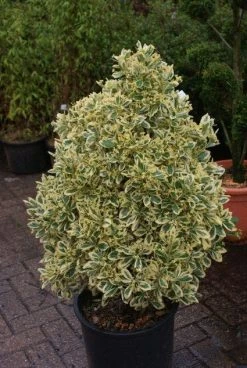 Kardinaalshoed Als Pyramide (Euonymus Japonicus 'Bravo') -Groene Wereld 20121003163723 3