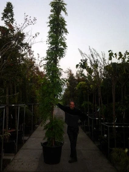 Blauwe Regen (Wisteria Sinensis) 9 Blauwe Regen (Wisteria Sinensis) - Afbeelding 7