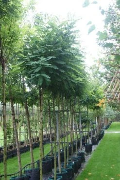 Bolacacia (Robinia Pseudoacacia 'Umbraculifera') 17 Bolacacia (Robinia Pseudoacacia 'Umbraculifera') -Groene Wereld 20121016132039 24 1