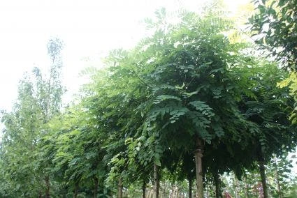 Bolacacia (Robinia Pseudoacacia 'Umbraculifera') 3 Bolacacia (Robinia Pseudoacacia 'Umbraculifera')