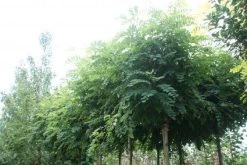 Bolacacia (Robinia Pseudoacacia 'Umbraculifera')