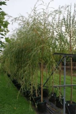 Treurwilg (Salix Sepulcralis 'Chrysocoma') 10 Treurwilg (Salix Sepulcralis 'Chrysocoma') -Groene Wereld 20121016132908 14