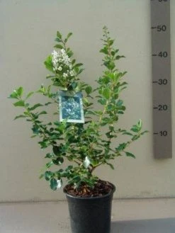 Escallonia (Escallonia 'Iveyi') -Groene Wereld 20121016144959 3