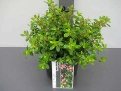 Escallonia (Escallonia 'Red Dream') -Groene Wereld 20121016145056 3