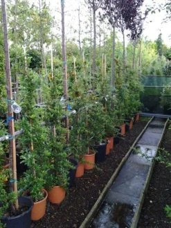 Vuurdoorn (Pyracantha 'Soleil D'Or') -Groene Wereld 20121017141100 4 1