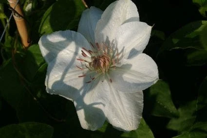 Bosrank (Clematis 'Mrs George Jackman') 5 Bosrank (Clematis 'Mrs George Jackman') - Afbeelding 3