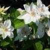Bosrank (Clematis 'Mrs George Jackman') 2 Bosrank (Clematis 'Mrs George Jackman') -Groene Wereld 20121017155045 1