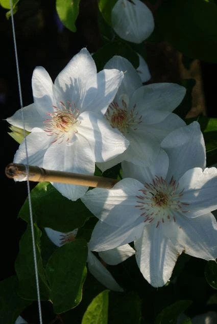 Bosrank (Clematis 'Mrs George Jackman') 4 Bosrank (Clematis 'Mrs George Jackman') - Afbeelding 2