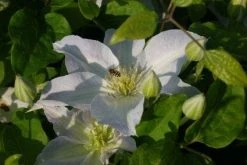 Bosrank (Clematis 'Yukikomachi') -Groene Wereld 20121017162704 1 1