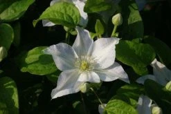 Bosrank (Clematis 'Yukikomachi') 11 Bosrank (Clematis 'Yukikomachi') -Groene Wereld 20121017162743 1