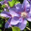 Bosrank (Clematis 'Etoile De Malicorne')