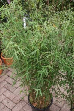 Niet Woekerende Bamboe (Fargesia 'Jiuzhaigou') -Groene Wereld 20121113150728 4 1