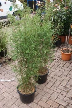 Niet Woekerende Bamboe (Fargesia 'Jiuzhaigou') 31 Niet Woekerende Bamboe (Fargesia 'Jiuzhaigou') -Groene Wereld 20121113150857 4