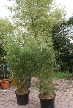 Niet Woekerende Bamboe (Fargesia 'Jiuzhaigou') -Groene Wereld 20121113150912 4 1