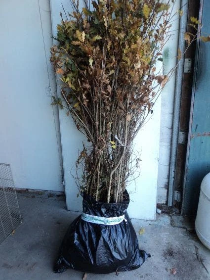 Zomereik, Bosplantsoen (Quercus Robur) 3 Zomereik, Bosplantsoen (Quercus Robur)