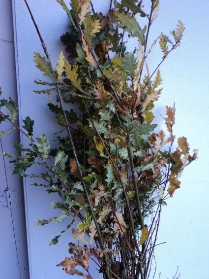 Zomereik, Bosplantsoen (Quercus Robur) 4 Zomereik, Bosplantsoen (Quercus Robur) - Afbeelding 2