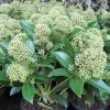 Skimmia (Skimmia Japonica 'Fragrant Cloud') -Groene Wereld 20121121145151 2 1