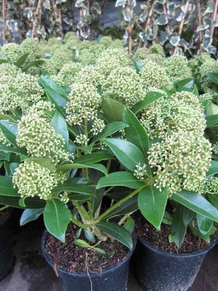 Skimmia (Skimmia Japonica 'Fragrant Cloud') 3 Skimmia (Skimmia Japonica 'Fragrant Cloud')