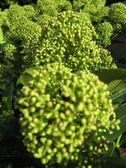 Skimmia (Skimmia Japonica 'Fragrant Cloud') -Groene Wereld 20121121145204 2 1