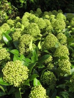 Skimmia (Skimmia Japonica 'Fragrant Cloud') 9 Skimmia (Skimmia Japonica 'Fragrant Cloud') -Groene Wereld 20121121145218 2