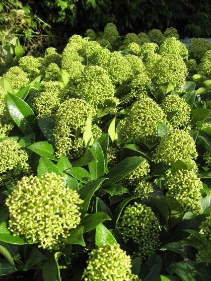 Skimmia (Skimmia Japonica 'Fragrant Cloud') 5 Skimmia (Skimmia Japonica 'Fragrant Cloud') - Afbeelding 3