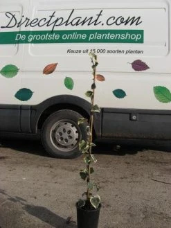 Kaukasische Klimop (Hedera Colchica 'Dentata Variegata') -Groene Wereld 20121121150304 6 1