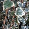 Kaukasische Klimop (Hedera Colchica 'Dentata Variegata') -Groene Wereld 20121121150412 6 1