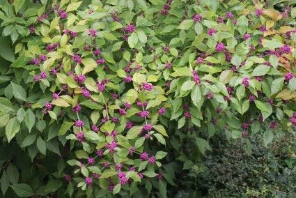 Schoonvrucht (Callicarpa Bodinieri 'Profusion') 9 Schoonvrucht (Callicarpa Bodinieri 'Profusion') - Afbeelding 7