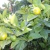 Kumquat (Citrus Kumquat) -Groene Wereld 20121201150254 7