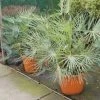 Dwergpalm (Chamaerops Humilis 'Cerifera') -Groene Wereld 20121229152133 2