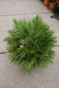 Dwergpalm (Chamaerops Humilis 'Vulcano') -Groene Wereld 20121229152928 2 1