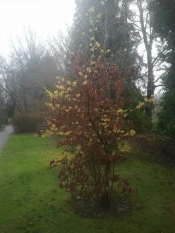 Toverhazelaar (Hamamelis Intermedia 'Arnold Promise') -Groene Wereld 20130113135921 6 1