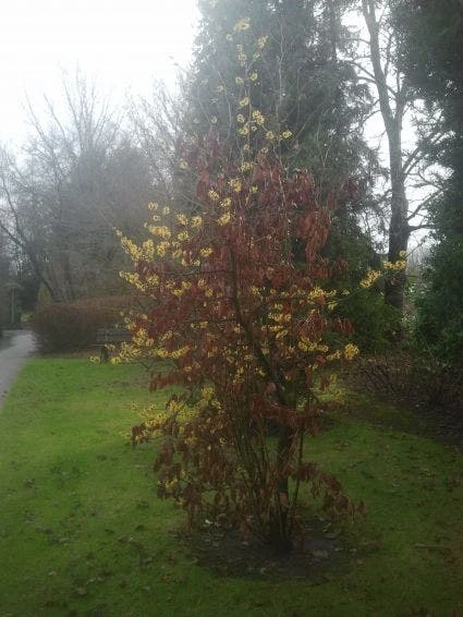 Toverhazelaar (Hamamelis Intermedia 'Arnold Promise') 10 Toverhazelaar (Hamamelis Intermedia 'Arnold Promise') - Afbeelding 8