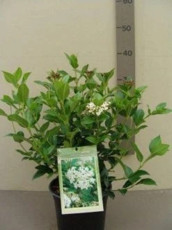 Groenblijvende Sneeuwbal (Viburnum Tinus 'Eve Price') 22 Groenblijvende Sneeuwbal (Viburnum Tinus 'Eve Price') -Groene Wereld 20130119172735 50 10