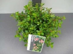 Escallonia (Escallonia 'Red Dream') -Groene Wereld 20130120141519 3