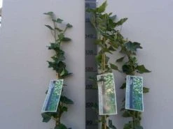 Klimop In Boogvorm (Hedera Hibernica) -Groene Wereld 20130120142024 1 1