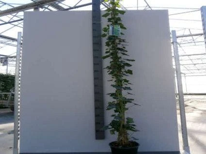 Klimop In Boogvorm (Hedera Hibernica) 3 Klimop In Boogvorm (Hedera Hibernica)